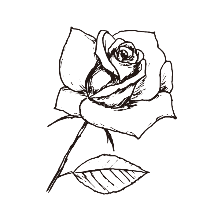 线条草本花卉手绘植物-蔷薇