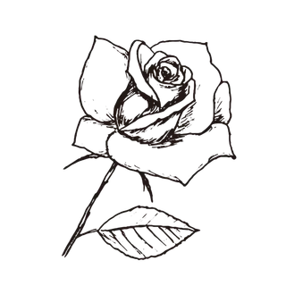 线条草本花卉手绘植物-蔷薇