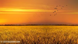 芒种时节金色的稻田