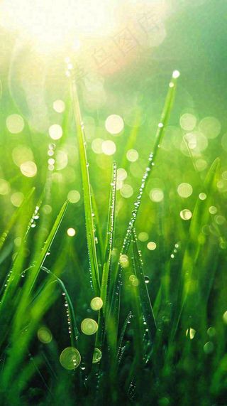 春天草地雨水雨露露珠绿草清新，谷雨雨水惊蛰白露摄影图