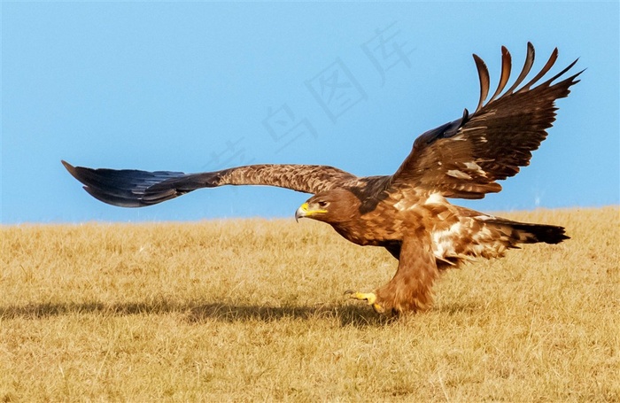 草原雕高清素材