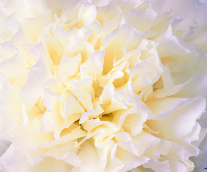 雪白的康乃馨图片下载