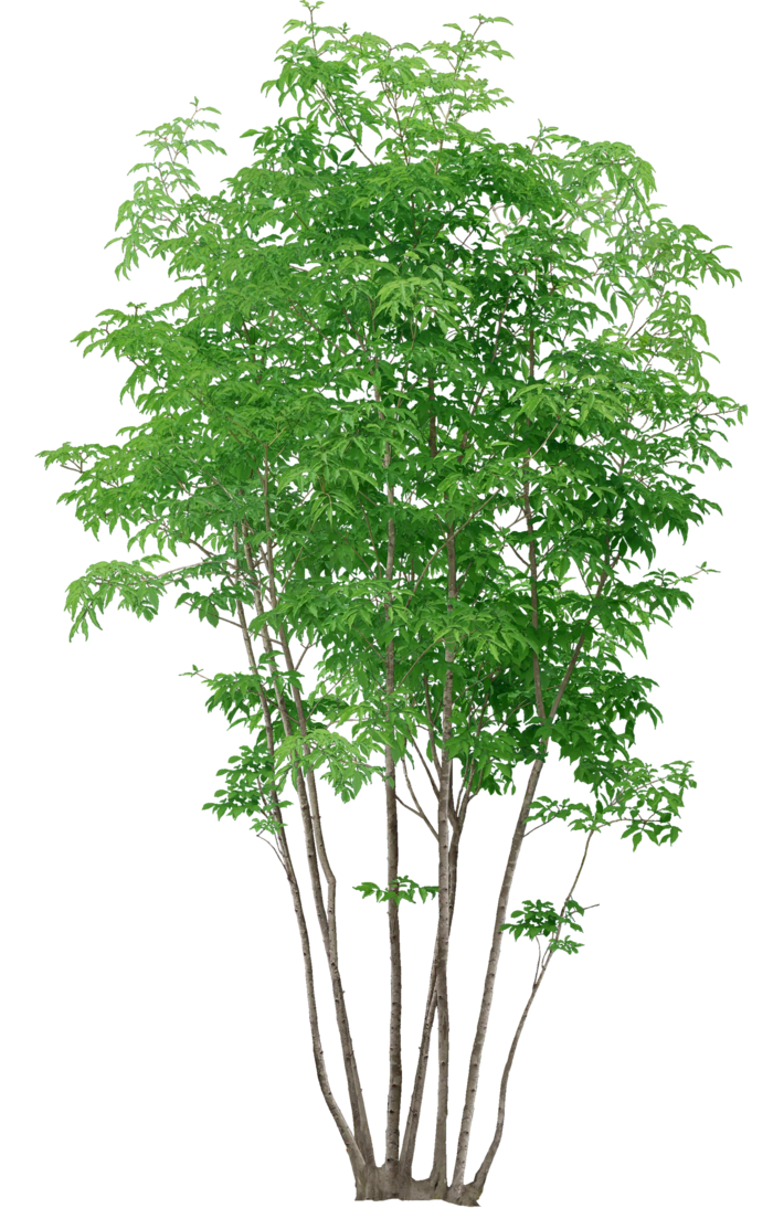 高清树木素材 免抠PSD植物素材 美术绘画园林贴图 树草灌木花草