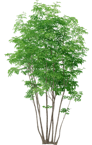 高清树木素材 免抠PSD植物素材 美术绘画园林贴图 树草灌木花草