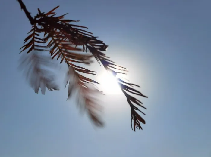 清晨唯美水杉叶子剪影