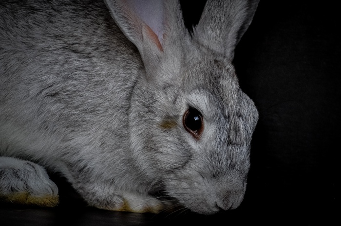 家养灰色兔子图片