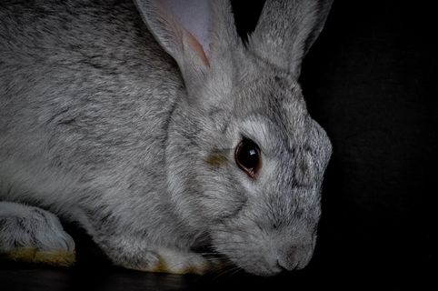 家养灰色兔子图片