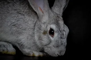 家养灰色兔子图片