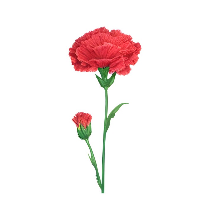母亲节康乃馨花免抠(2048x2048)