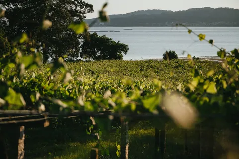 唯美实拍葡萄酒庄园河面