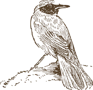 简约风手绘素描动画小鸟鸟儿免扣PNG图片素材 (21)