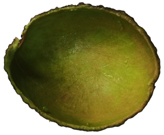 果壳去皮去核果肉果泥牛油果切开去核果绿色油脂瓤免抠摄影实拍实物元素素材