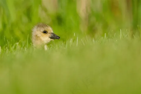 唯美野生动物野鸡头图片