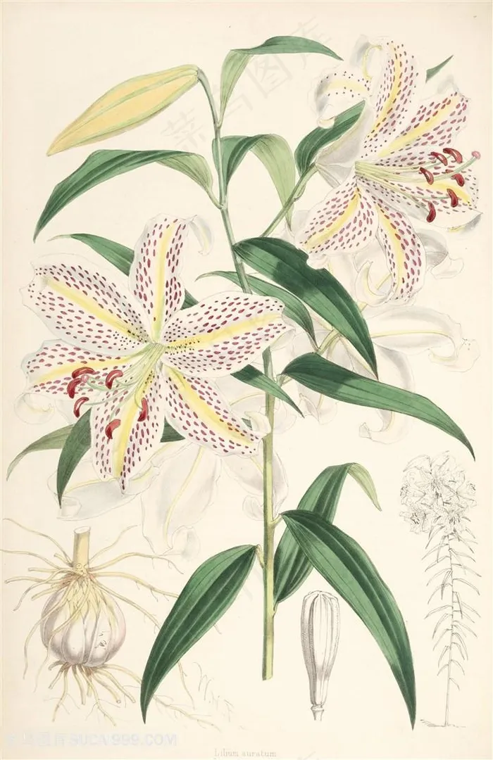 唯美花卉兰花高清插画