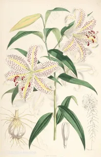 唯美花卉兰花高清插画