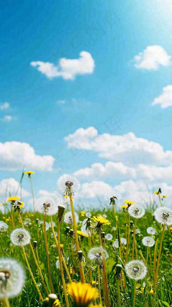 城市晴天阳光鲜花春天蓝天白云，立夏小满(816x1456)