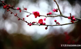 4k超高清梅花鲜花图片
