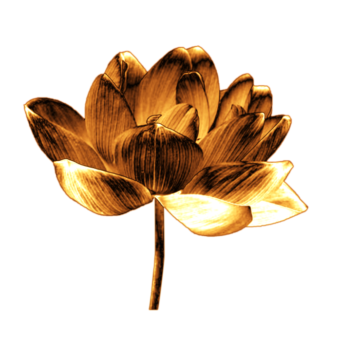 金属质感荷花  免抠