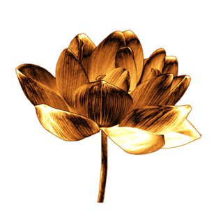 金属质感荷花  免抠