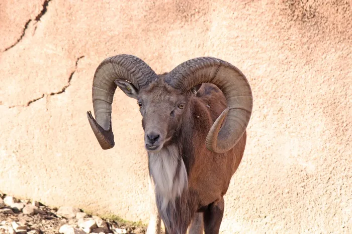 羊白羊牧场动物素材动物实拍