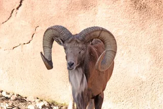 羊白羊牧场动物素材动物实拍