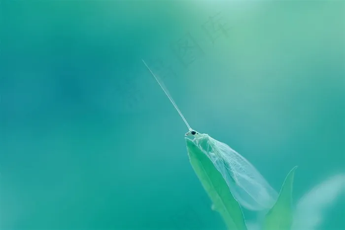 唯美昆虫鲜花图片