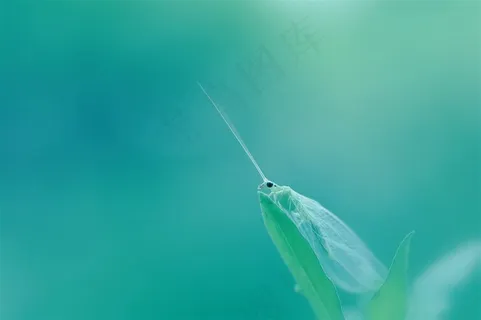 唯美昆虫鲜花图片