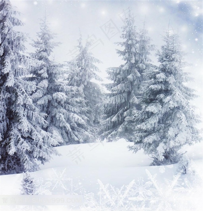 圣诞节松林雪景插画