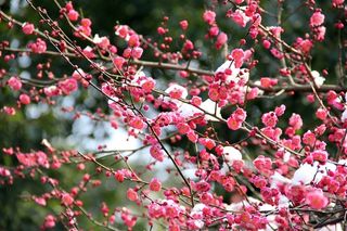 杭州植物园灵峰探梅