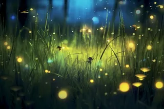 夜晚萤火虫草丛背景