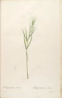 雷杜德原版高清花草绿色植物图谱 雷杜德原版高清花草绿色植物图谱