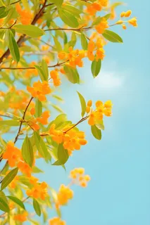 清新简约绿叶小花背景