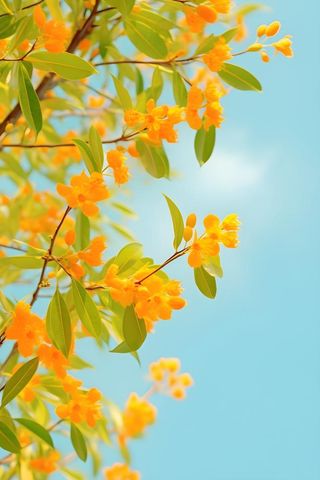 清新简约绿叶小花背景