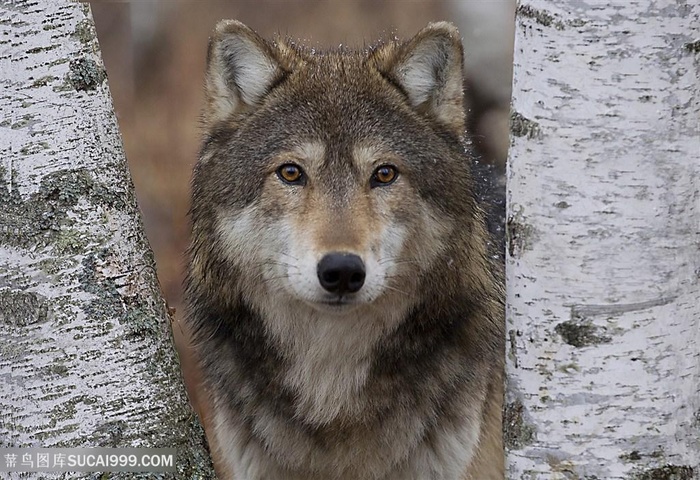 树干间的狼图片