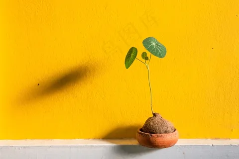 小清新盆栽黄色漆墙图片 小清新盆栽黄色漆墙图片