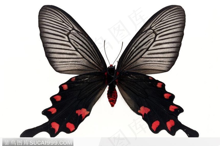 蝴蝶标本（花蝴蝶）