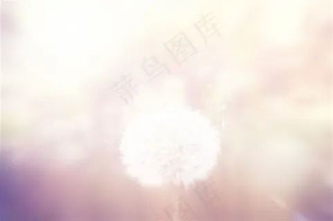 飞舞的蒲公英唯美高清图片素材