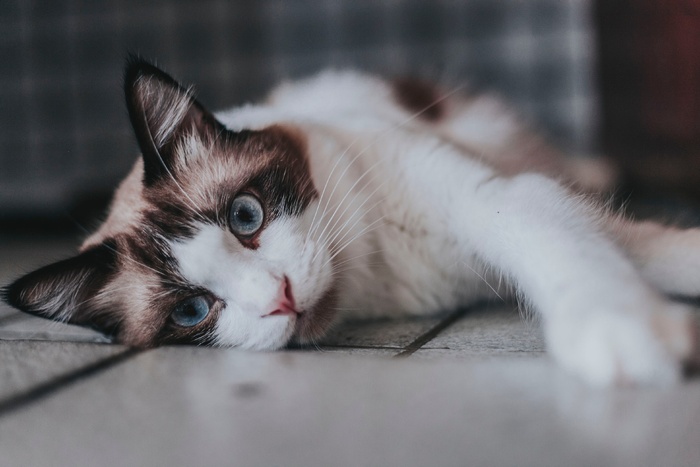 可爱猫咪猫猫摄影素材