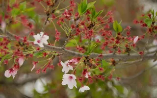 自然风光 高清壁纸 (6)