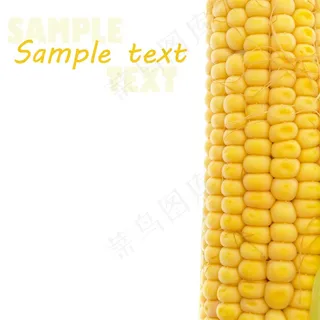 颗粒饱满的嫩玉米高清图片
