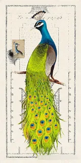 古典孔雀装饰画