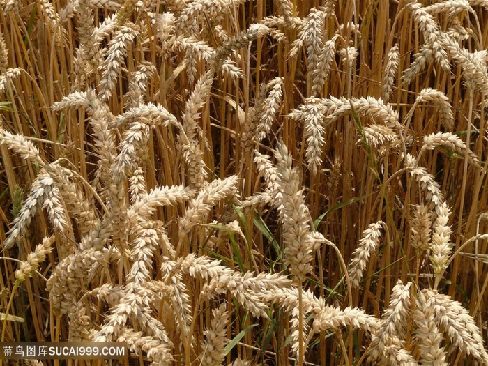 唯美小麦素材图片