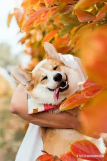 可爱卖萌秋田犬图片 可爱卖萌秋田犬图片