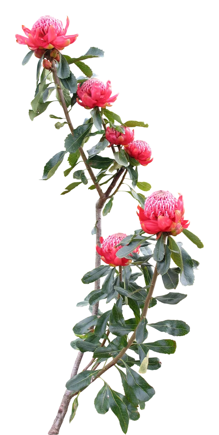 高清树木素材 免抠PSD植物素材 美术绘画园林贴图 树草灌木花草
