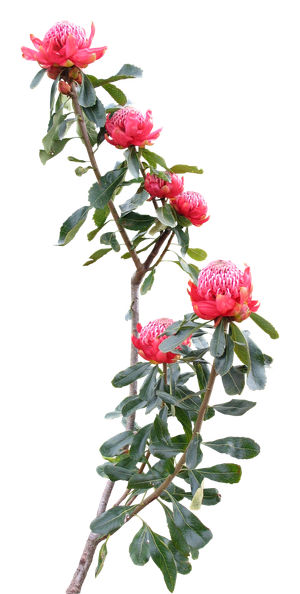 高清树木素材 免抠PSD植物素材 美术绘画园林贴图 树草灌木花草