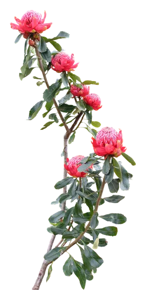 高清树木素材 免抠PSD植物素材 美术绘画园林贴图 树草灌木花草 高清树木素材 免抠PSD植物素材 美术绘画园林贴图 树草灌木花草