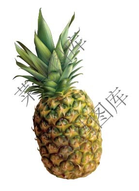 菠萝矢量图ai矢量模版下载