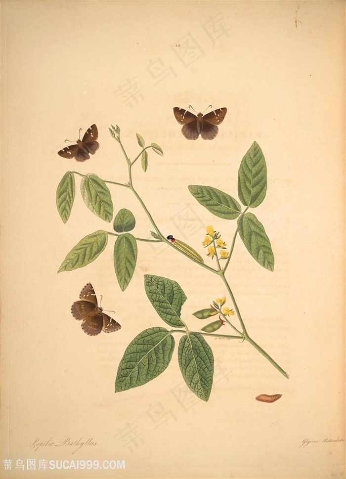 蝴蝶植物树枝花卉复古图谱