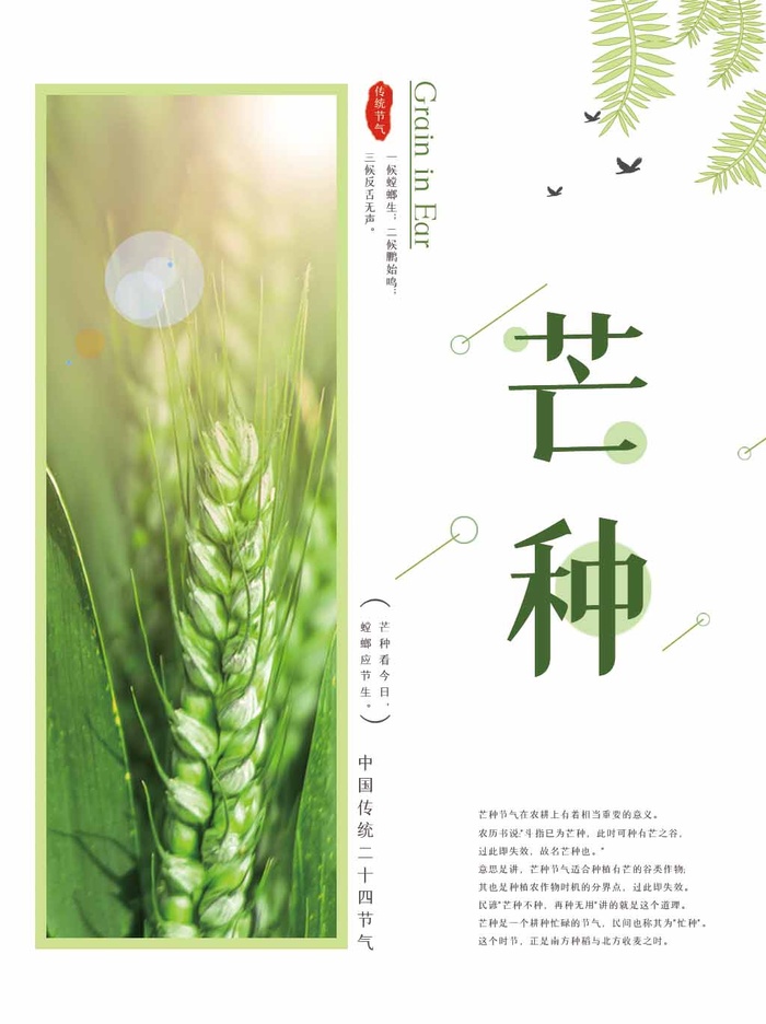 芒种 芒种活动物料psd模版下载
