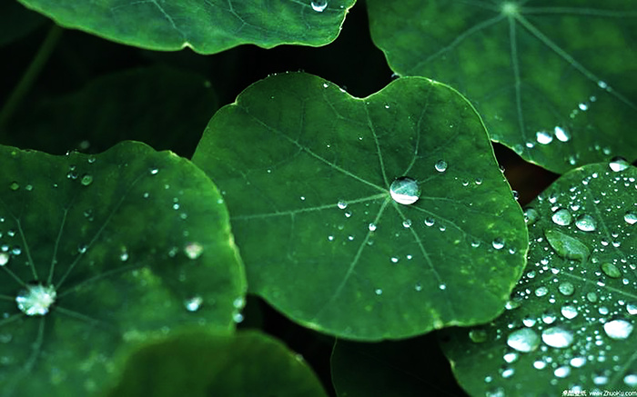 荷叶 露珠 背景 素材 风景